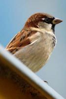 Mind Blowing Common House Sparrow 200 Page Lined Journal