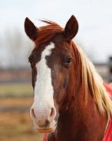 Kids Large Horse Journal