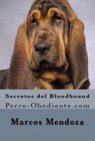 Secretos Del Bloodhound