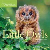 Audubon Little Owls Mini Wall Calendar 2020