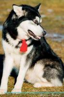 Alaskan Malamute Affirmations Workbook Alaskan Malamute Presents: Positive and Loving Affirmations Workbook. Includes: Mentoring Questions, Guidance, Supporting You.