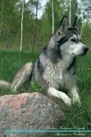 Alaskan Malamute Affirmations Workbook Alaskan Malamute Presents: Positive and Loving Affirmations Workbook. Includes: Mentoring Questions, Guidance, Supporting You.