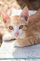Thai Cat Affirmations Workbook Thai Cat Presents