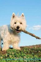 West Highland White Terrier Affirmations Workbook West Highland White Terrier Presents: Positive and Loving Affirmations Workbook. Includes: Mentoring Questions, Guidance, Supporting You.