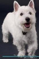 West Highland White Terrier Affirmations Workbook West Highland White Terrier Presents: Positive and Loving Affirmations Workbook. Includes: Mentoring Questions, Guidance, Supporting You.