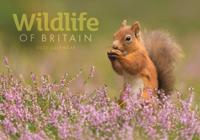 Wildlife of Britain A4 Calendar 2022