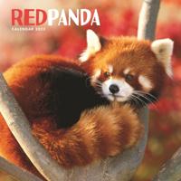 Red Pandas Square Wall Calendar 2022