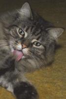Norwegian Forest Cat Journal "I'm Gene Simmons in the All-Cat Kiss Rock Band"