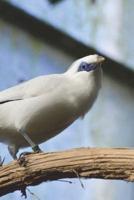 White Bali Mynah Birds Journal