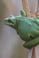 Tree Frog Journal