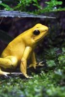 Yellow Poison Dart Frog Journal