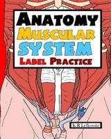 Anatomy Muscular System Label Practice