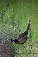 South Dakota State Bird - Ring-Necked Pheasant Journal