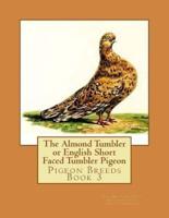 The Almond Tumbler or English Short Faced Tumbler Pigeon