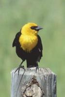 Yellow-Headed Blackbird Journal