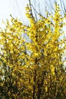 Yellow Forsythia in the Garden Plant Journal