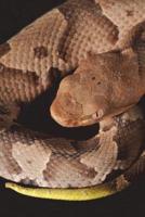 Copperhead Snake Journal