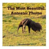 The Most Beautiful Anteater Photos