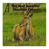 The Most Beautiful Antelope Photos