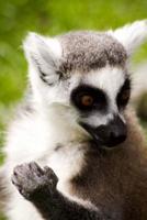 Ring-Tailed Lemur Portrait Journal