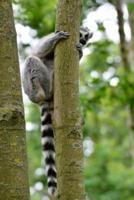 Ring-Tailed Lemur Playing Peek-A-Boo Journal