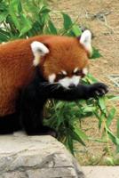 Red Panda Notebook