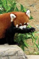 Red Panda Grid Notebook