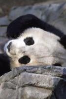 Sleeping Panda Journal