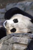 Sleeping Panda Notebook