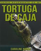 Tortuga De Caja