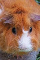 A Fluffy Cute Red and White Guinea Pig Pet Journal