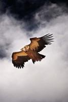 A Vulture Flying in the Sky in Tibet Bird of Prey Journal