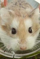 What a Face! Cute Hamster Pet Journal