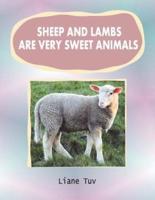 Sheep and Lambs Are Very Sweet Animals