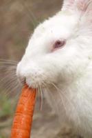 A White Rabbit With an Orange Carrot Journal