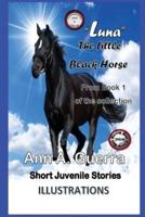 "Luna" The Little Black Horse