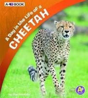 A Day in the Life of a Cheetah