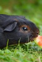 A Black and Tan Guinea Pig Eating Watermelon Up Close Journal
