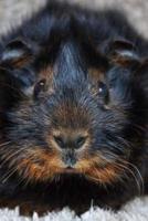 What a Face! Adorable Black and Tan Guinea Pig Up Close Journal