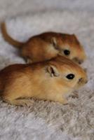 Two Adorable Baby Gerbils Pocket Pets Journal