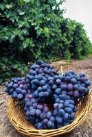 Food Journal Fresh Juicy Purple Grapes Vineyard Weight Loss Diet Blank Recipe Book