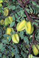 Food Journal Fresh Starfruits Carambolas Weight Loss Diet Blank Recipe Book