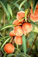 Food Journal Peach Tree Weight Loss Diet Blank Recipe Book