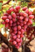 Food Journal Red Grapes Fresh Vineyard Weight Loss Diet Blank Recipe Book