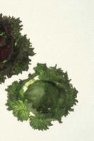 Food Journal Deep Green Lettuce Heads Healthy Weight Loss Diet Blank Recipe Book