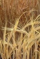 Farm Journal Barley Growing Field