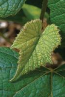 Farm Journal Concord Grape Leaf