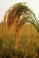 Farm Journal Long Grain Rice Growing in Field