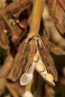 Farm Journal Soybean Close Up on Plant