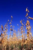 Farm Journal Soybean Harvest Field